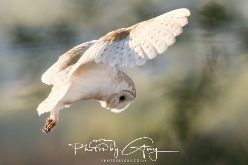 13 June 2026 - Near to Frizington, West Cumbria - Barn Owl
