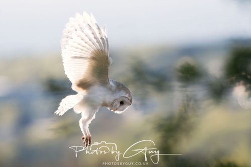 13 June 2026 - Near to Frizington, West Cumbria - Barn Owl