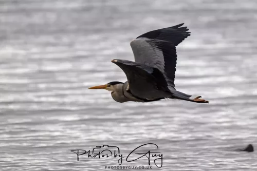28 April 2026 Kingscross , Isle of Arran - Grey Heron