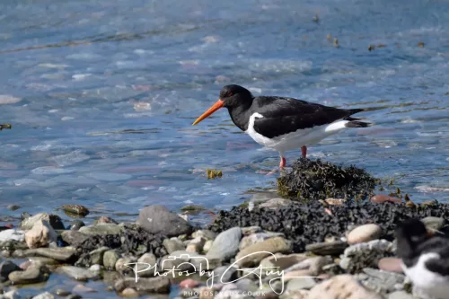 28 April 2026 Kingscross , Isle of Arran - Oyster Catcher