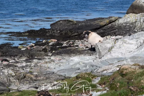 28 April 2026 Lochranza , Isle of Arran - Sheep