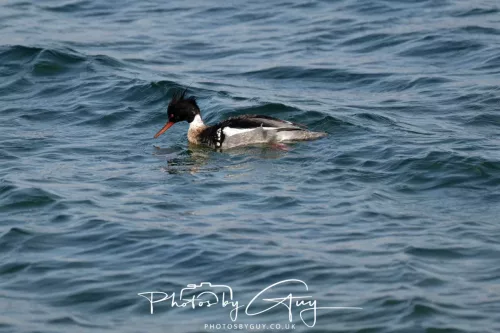 28 April 2026 Lochranza , Isle of Arran - Red Breasted Merganser