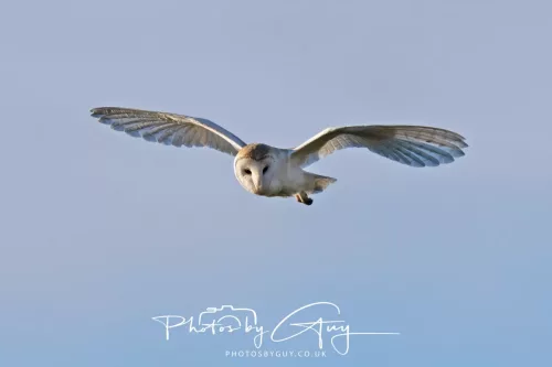 09 May 2026 _ West Cumbria Barn Owl