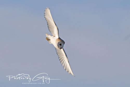 13 June 2026 - Near to Frizington, West Cumbria - Barn Owl