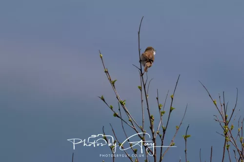 28 April 2026 Lochranza , Isle of Arran - Whitethroat