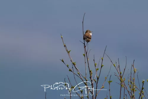 28 April 2026 Lochranza , Isle of Arran - Whitethroat