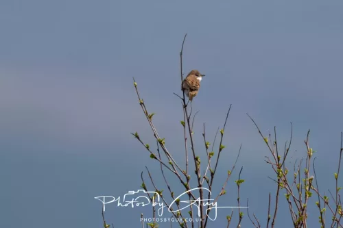 28 April 2026 Lochranza , Isle of Arran - Whitethroat