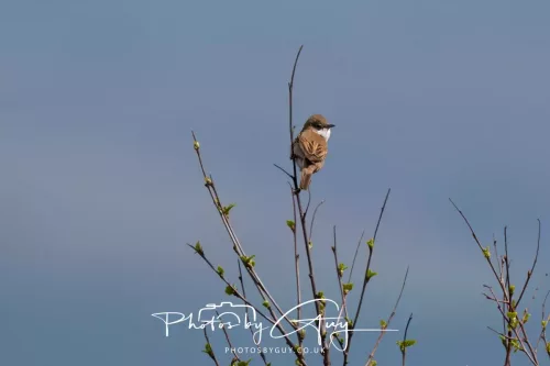 28 April 2026 Lochranza , Isle of Arran - Whitethroat