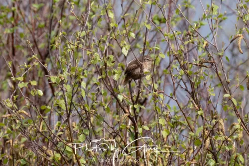 28 April 2026 Lochranza , Isle of Arran - Whitethroat