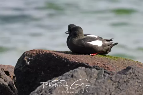 28 April 2026 Lochranza , Isle of Arran - Guillemot 