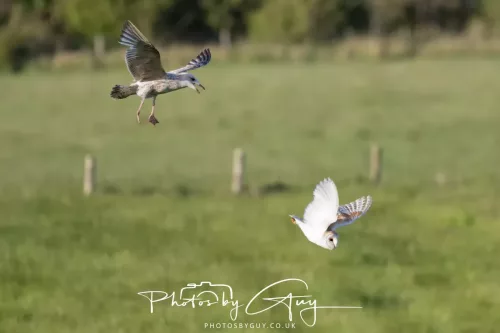 09 May 2026 _ West Cumbria Barn Owl being mobbed by a Gull
