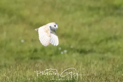 09 May 2026 _ West Cumbria Barn Owl