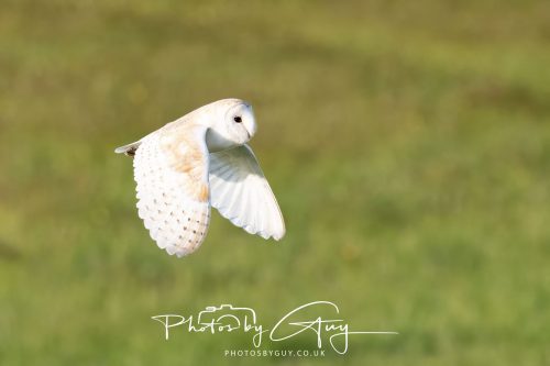 13 June 2026 - Near to Frizington, West Cumbria - Barn Owl
