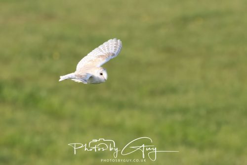 13 June 2026 - Near to Frizington, West Cumbria - Barn Owl
