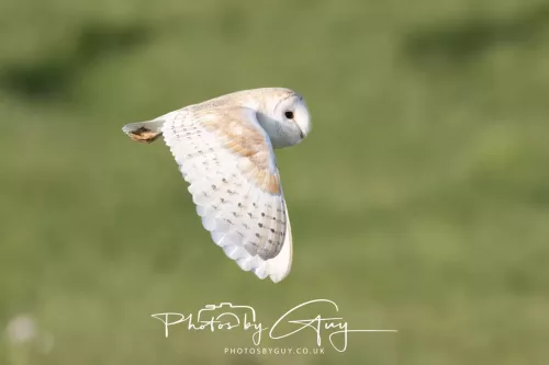 09 May 2026 _ West Cumbria Barn Owl