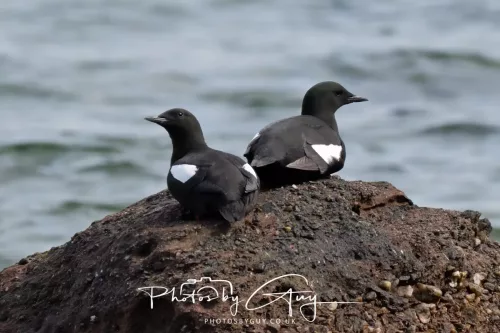 28 April 2026 Lochranza , Isle of Arran - Guillemot 