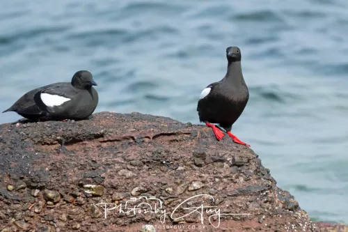 28 April 2026 Lochranza , Isle of Arran - Guillemot 