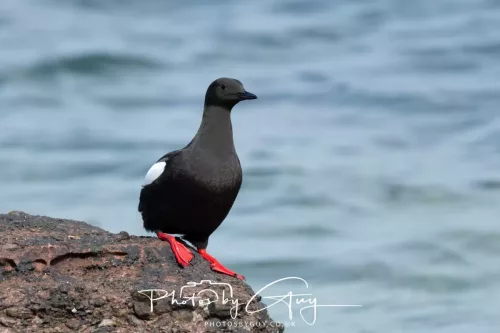 28 April 2026 Lochranza , Isle of Arran - Guillemot 