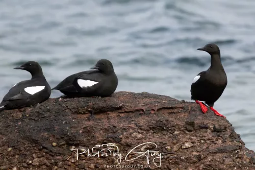 28 April 2026 Lochranza , Isle of Arran - Guillemot 