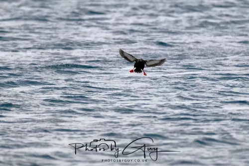 28 April 2026 Lochranza , Isle of Arran - Guillemot 