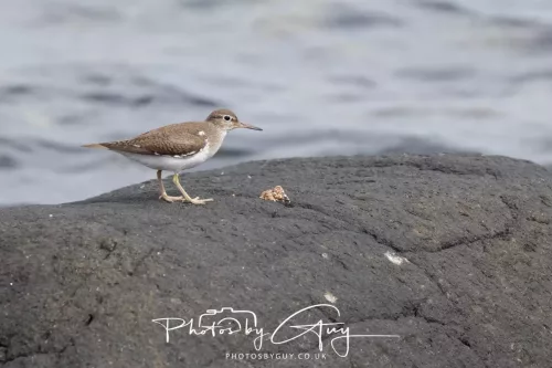 28 April 2026 Lochranza , Isle of Arran - Sandpiper