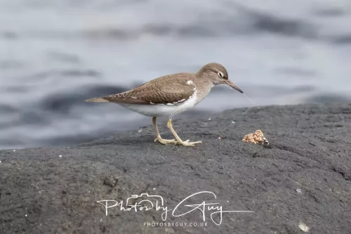 28 April 2026 Lochranza , Isle of Arran - Sandpiper
