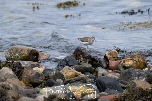 28 April 2026 Lochranza , Isle of Arran - Sandpiper