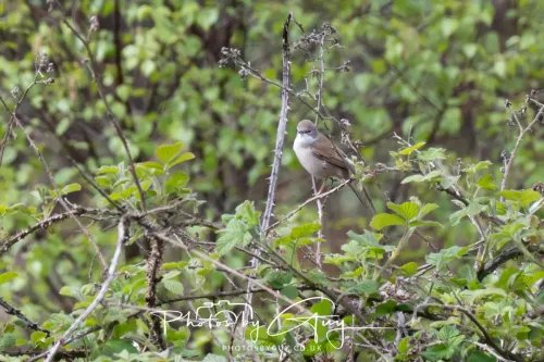 28 April 2026 Lochranza , Isle of Arran - Whitethroat
