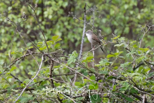 28 April 2026 Lochranza , Isle of Arran - Whitethroat