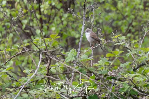 28 April 2026 Lochranza , Isle of Arran - Whitethroat