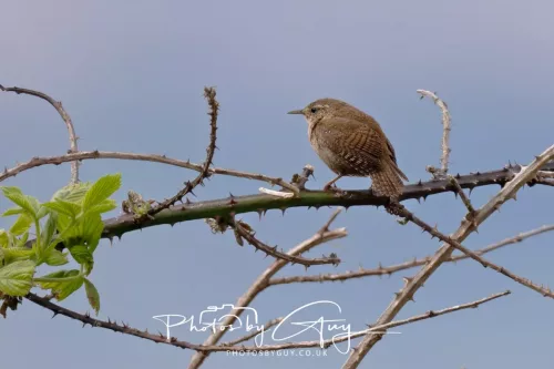 28 April 2026 Lochranza , Isle of Arran - Wren