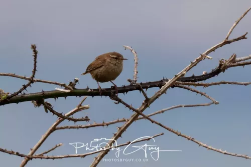 28 April 2026 Lochranza , Isle of Arran - Wren