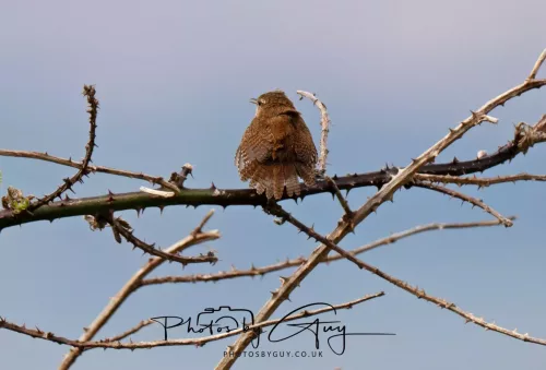 28 April 2026 Lochranza , Isle of Arran - Wren