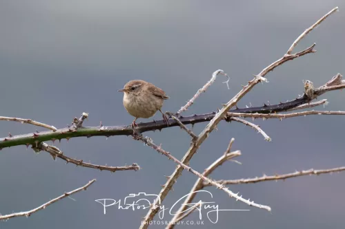 28 April 2026 Lochranza , Isle of Arran - Wren