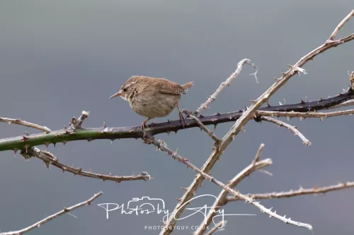 28 April 2026 Lochranza , Isle of Arran - Wren