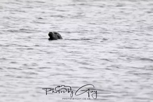28 April 2026 Lochranza , Isle of Arran - Seal