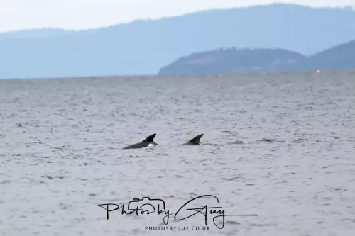 28 April 2026 Lochranza , Isle of Arran - Dolphin