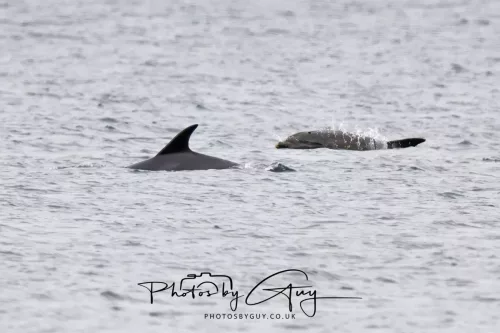28 April 2026 Lochranza , Isle of Arran - Dolphin