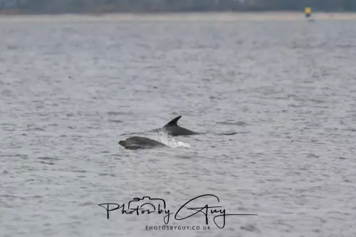 28 April 2026 Lochranza , Isle of Arran - Dolphin