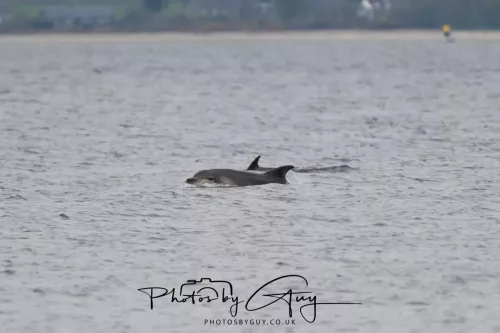 28 April 2026 Lochranza , Isle of Arran - Dolphin