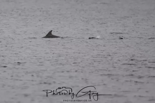 28 April 2026 Lochranza , Isle of Arran - Dolphin