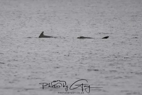 28 April 2026 Lochranza , Isle of Arran - Dolphin