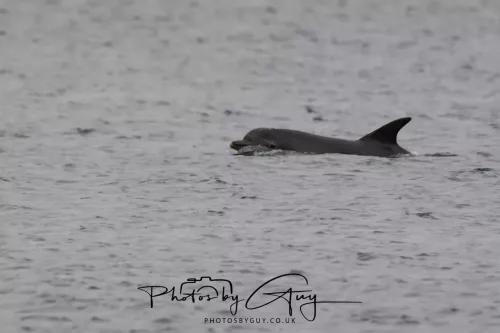 28 April 2026 Lochranza , Isle of Arran - Dolphin