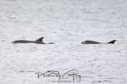 28 April 2026 Lochranza , Isle of Arran - Dolphin