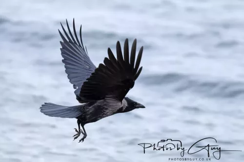 28 April 2026 Lochranza , Isle of Arran - Hooded Crow