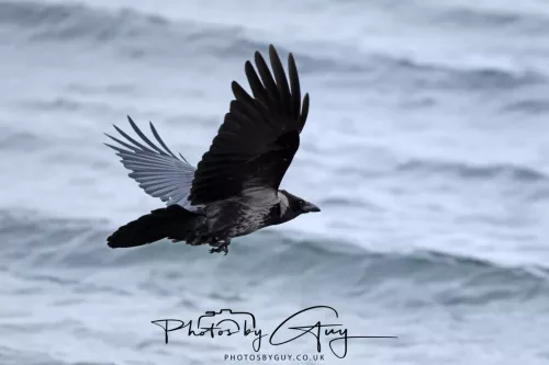 28 April 2026 Lochranza , Isle of Arran - Hooded Crow