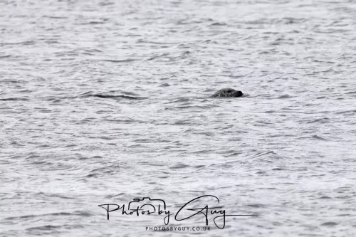 28 April 2026 Lochranza , Isle of Arran - Seal