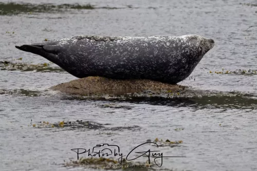28 April 2026 Lochranza , Isle of Arran - Seal