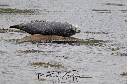 28 April 2026 Lochranza , Isle of Arran - Seal