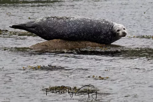 28 April 2026 Lochranza , Isle of Arran - Seal